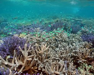A vibrant coral reef
