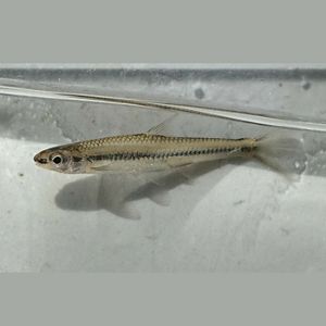 Palezone Shiner fish.