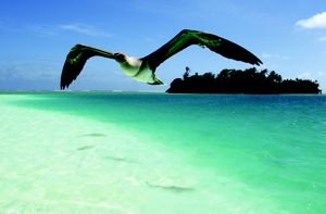 A red-footed booby flies over black-tipped reef sharks in Palmyra’s western lagoon.