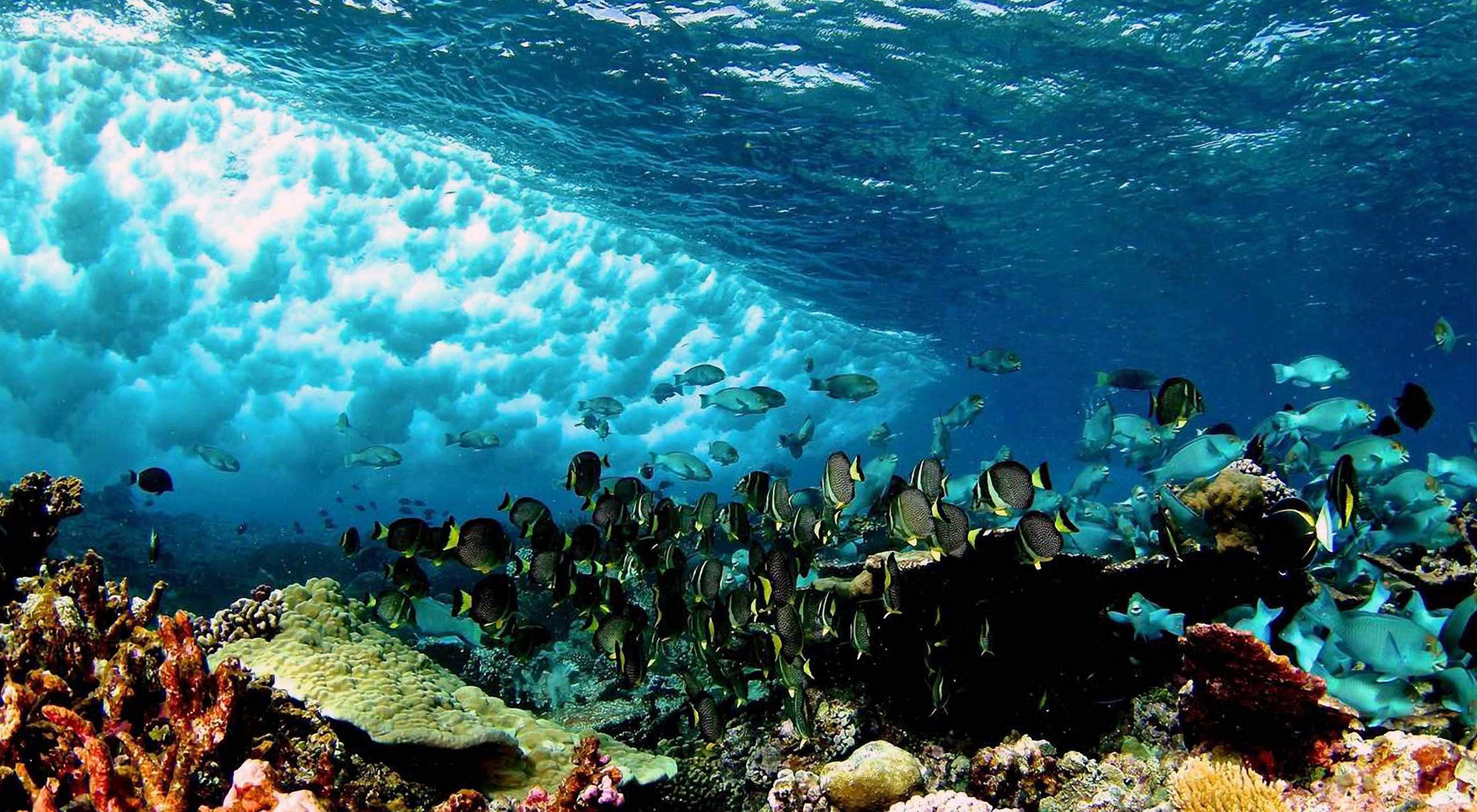 Colorful fish swim over a coral reef as a wave crashes through the water's surface.