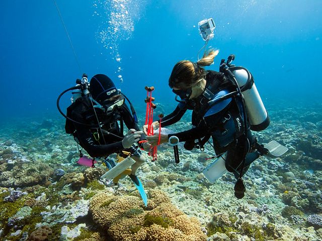 A marine monitoring and research team studies coral reefs and reef life at Palmyra Atoll.