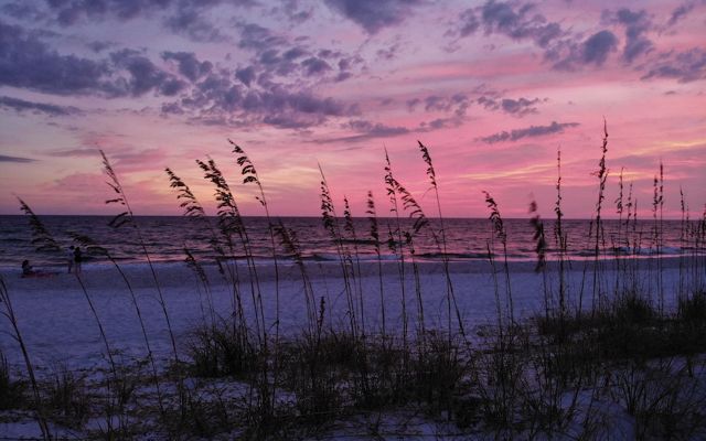 Ocean view through sea oats and dunes with pink skies at sunrise.