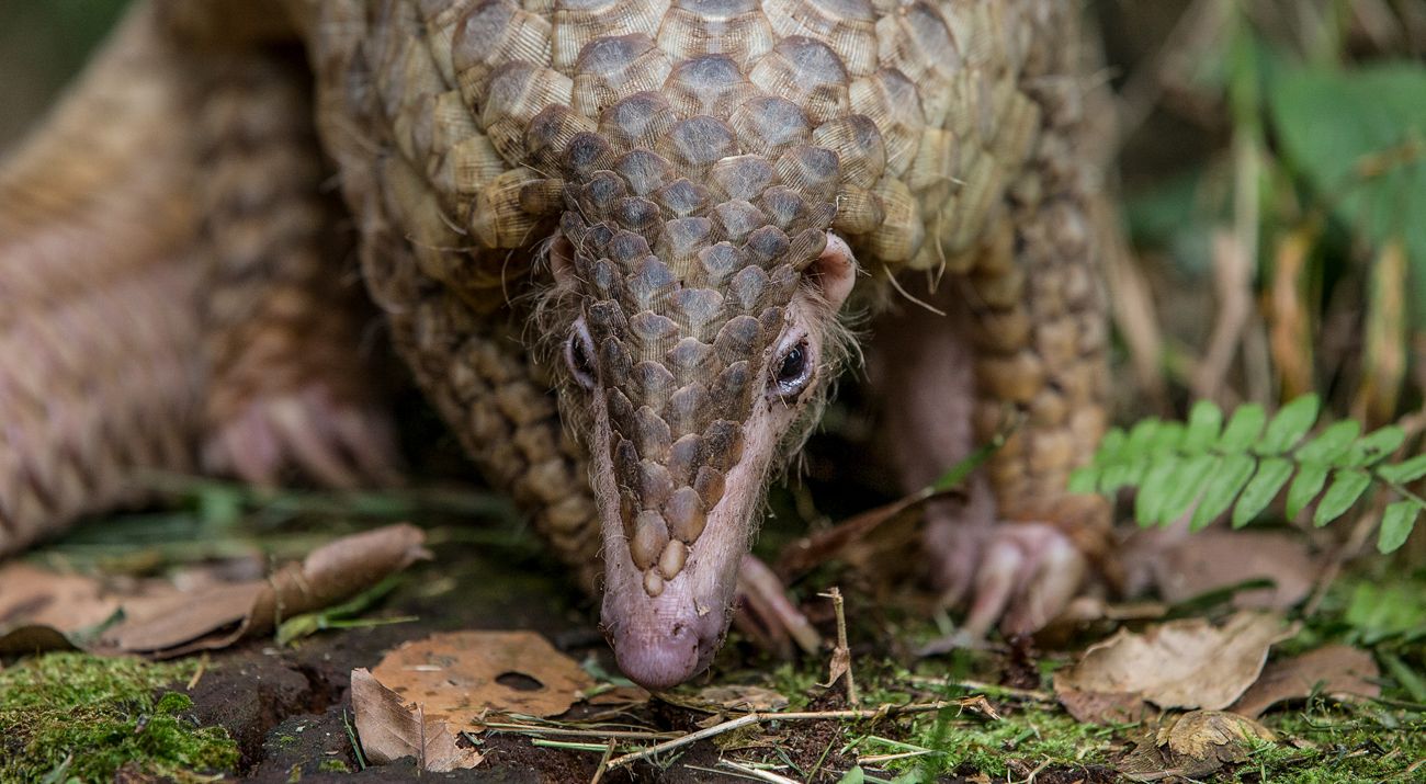 Closeup of the face of a pangolin.