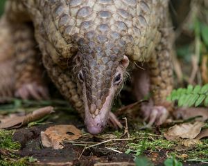 Closeup of the face of a pangolin.