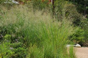 Tall grass-like shrub.