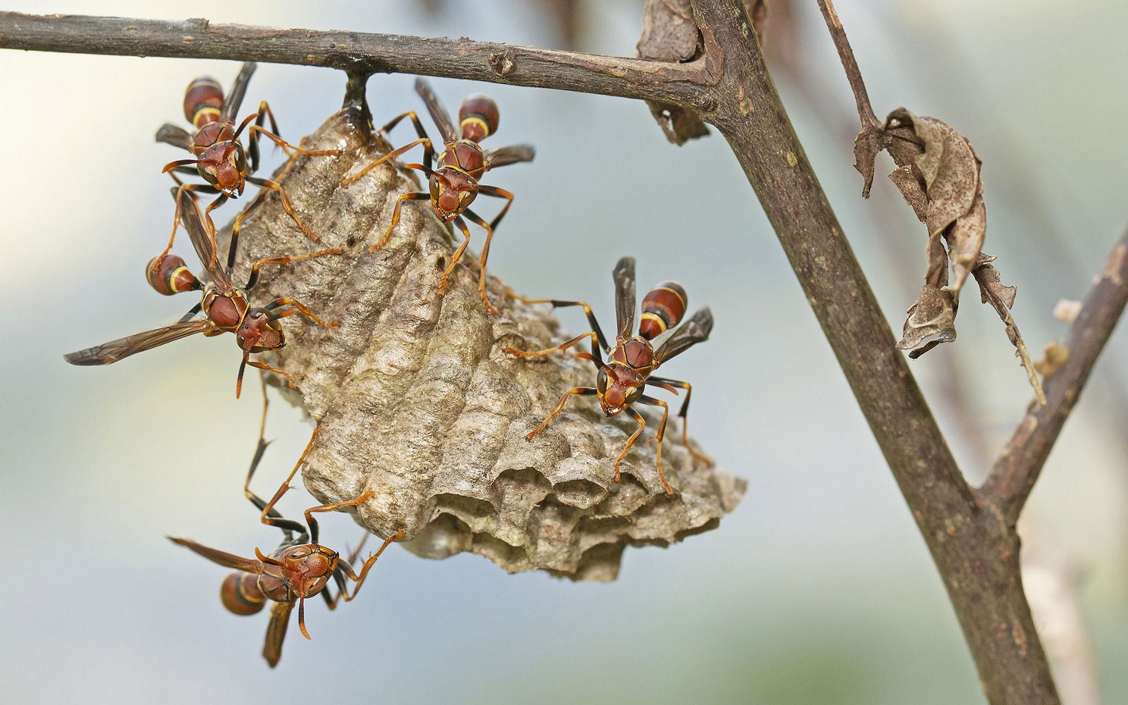 
                
                  Paper Wasps Paper wasps help keep food webs in balance by feeding on other insects and spiders.
                  © Danae Wolfe/TNC
                
              