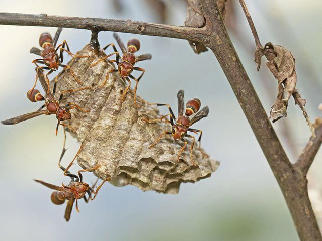 Group of paper wasps cluster around a hive attached to a branch.