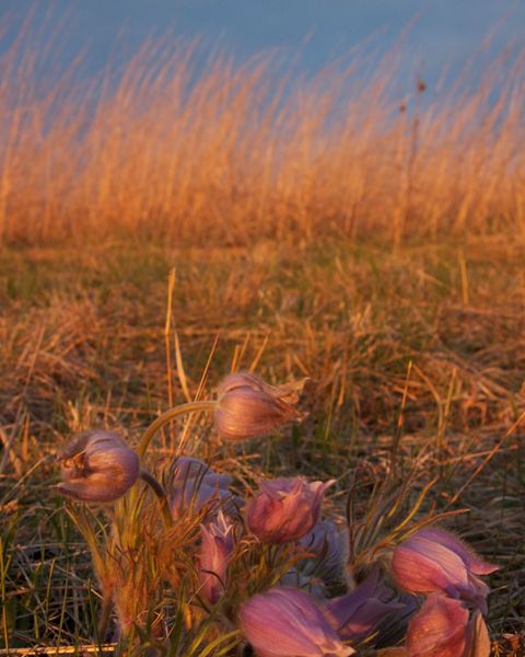 Pasque flowers and bluestem.