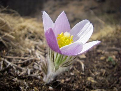 Pasque flowers.