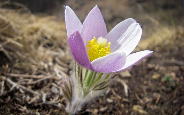 Closeup of a Pasque flower, a delicate flower with light purple triangular petals and a yellow center.