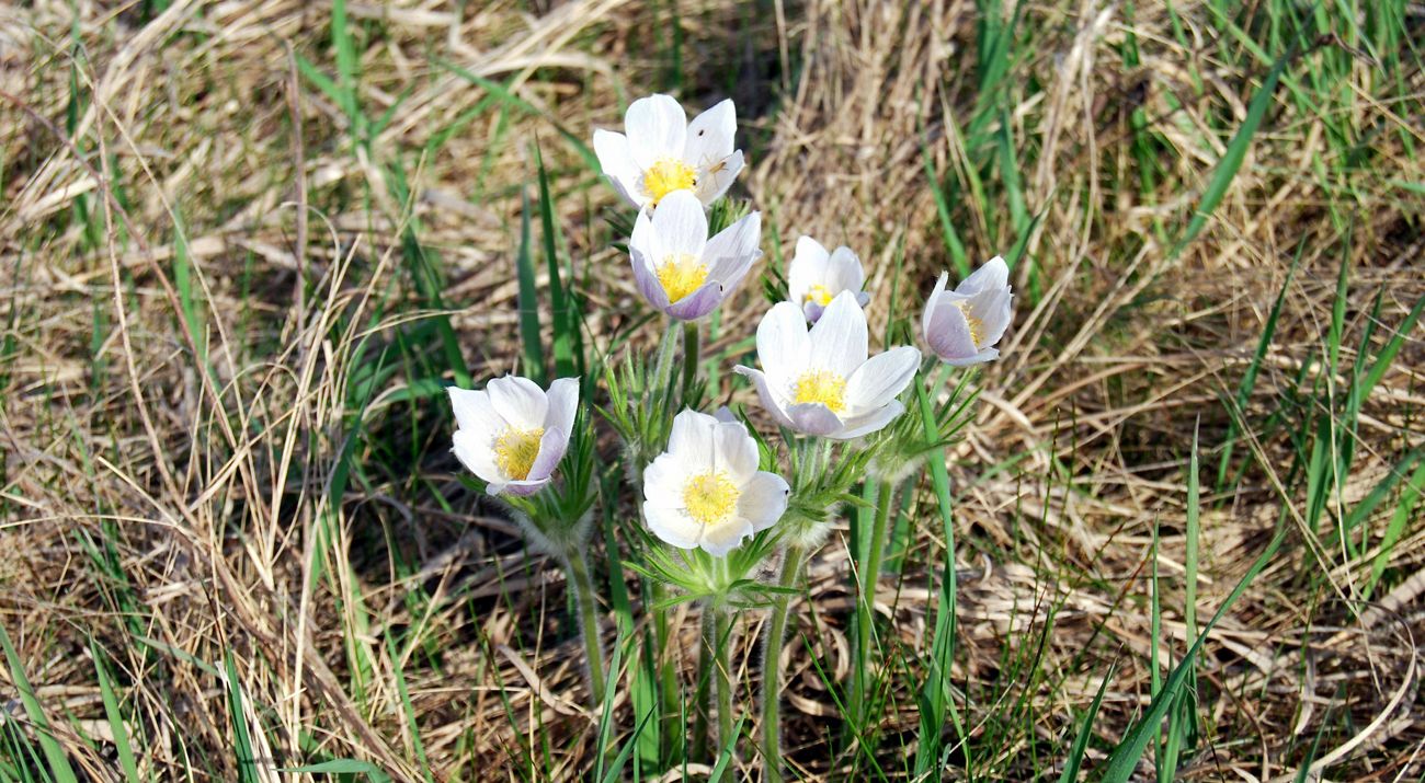 Pasque flowers at Makoce Washte Prairie, South Dakota.