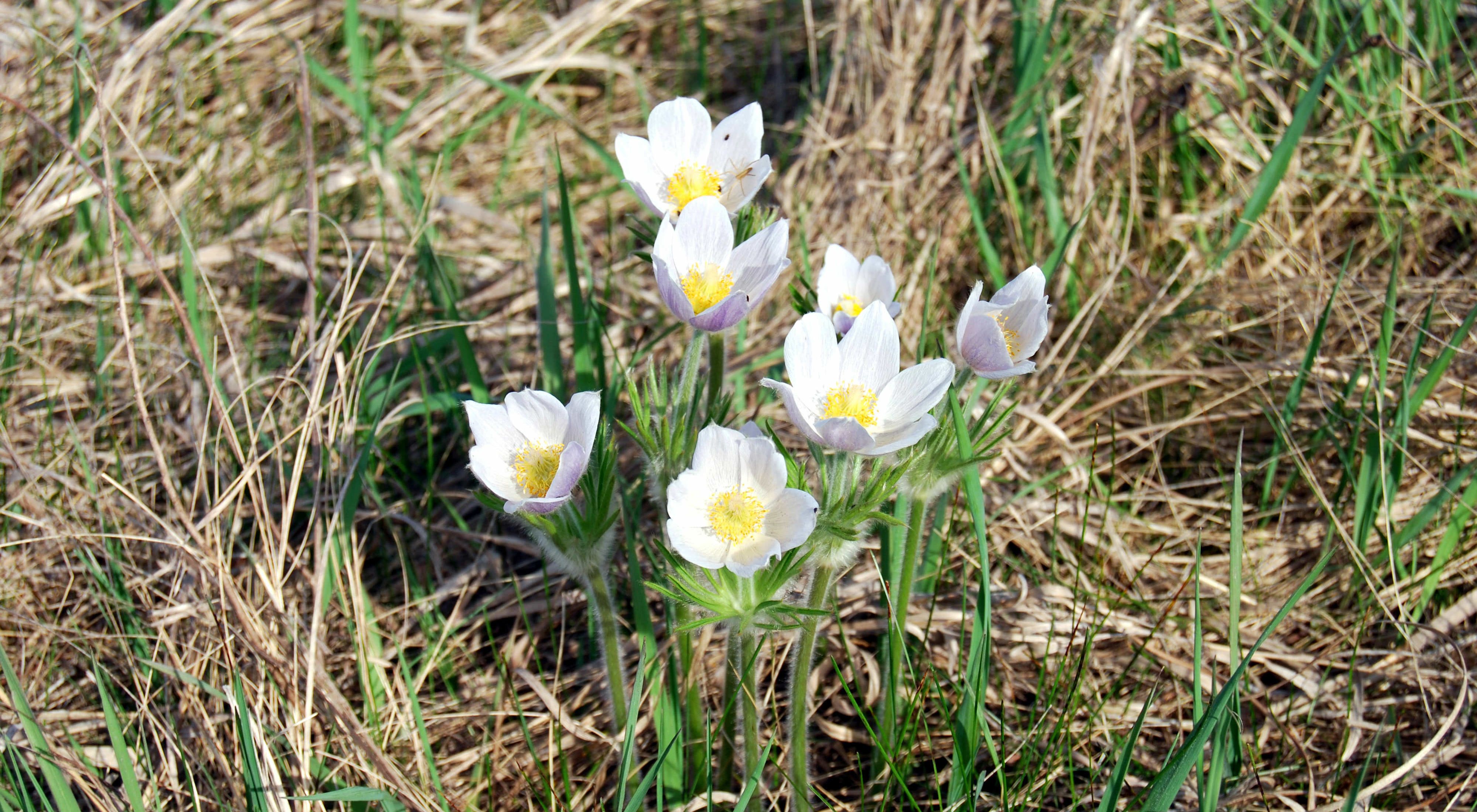 Pasque flowers at Makoce Washte Prairie, South Dakota.