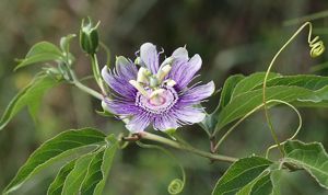 Oklahoma native deals wildflowers