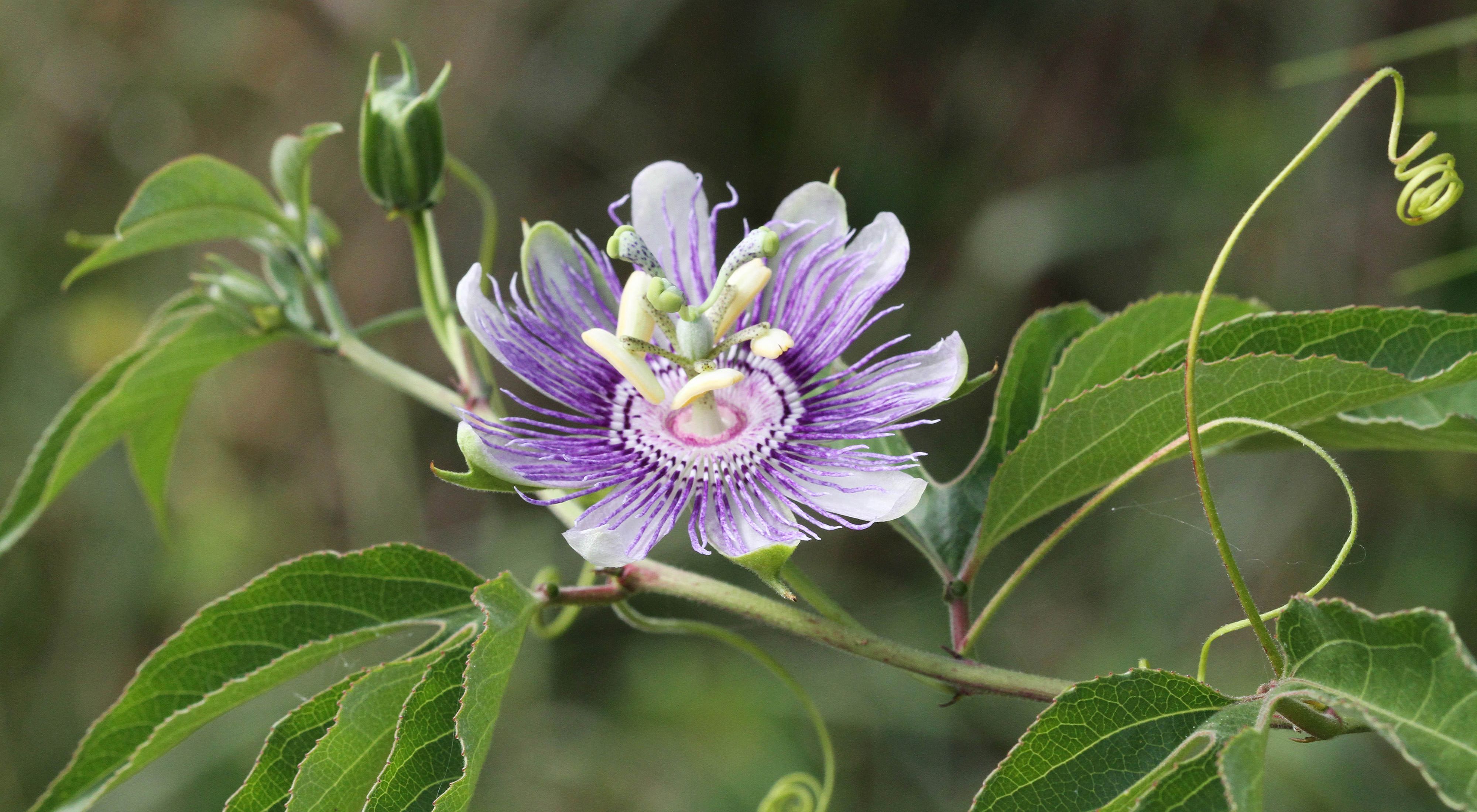 Native in the southeastern U.S. west to Oklahoma and Texas, passion vines attract hummingbirds, bees and butterflies.