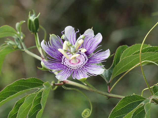 Native in the southeastern U.S. west to Oklahoma and Texas, passion vines attract hummingbirds, bees and butterflies.