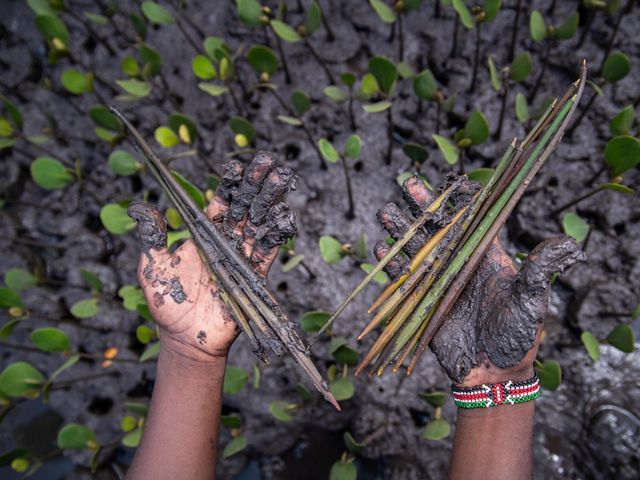 Un primer plano de manos llenas de barro que sostienen propágulos de manglar.
