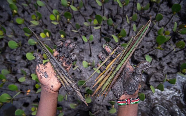 A close-up of muddy hands holding mangrove propagules. 