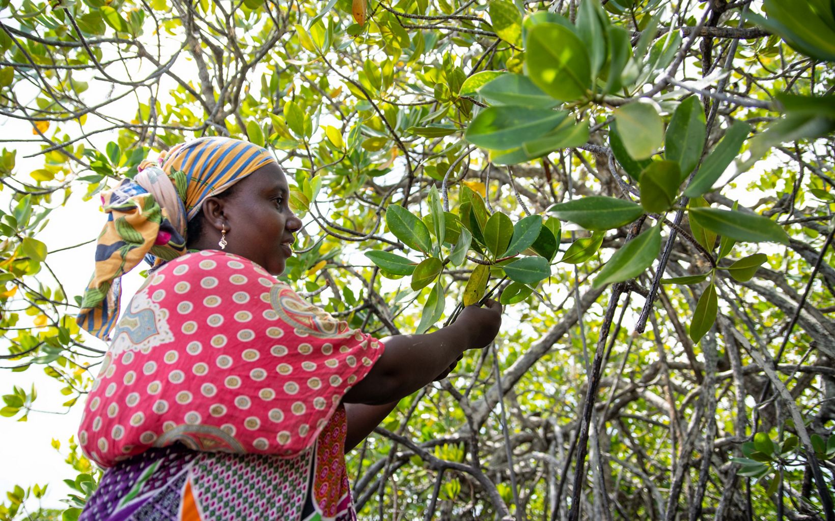 A woman standing next to a mangrove tree in Kenya
