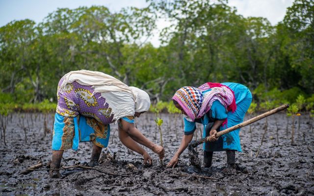 Two women from the Mtangawanda Women's Association are bent at the waist planting mangrove seedlings in the mud in Kenya.