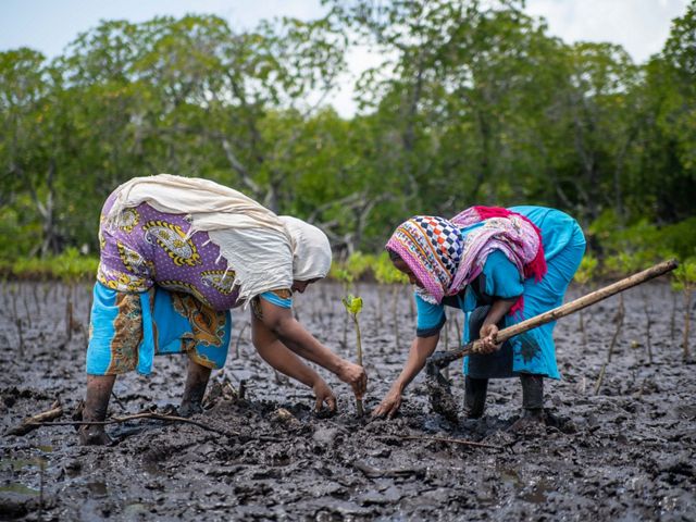 os mujeres de la Asociación de Mujeres de Mtangawanda están inclinadas plantando plántulas de manglar en el fango en Kenia.