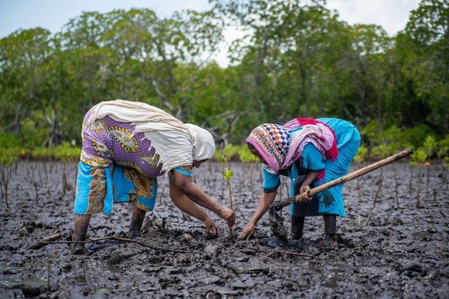 Two women plant a mangrove in a muddy field.