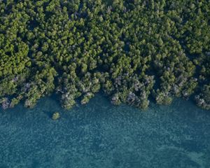 Aerial view of clear water & vegetation.