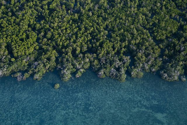 Aerial view of Pate Island and its mangrove forests against the ocean.