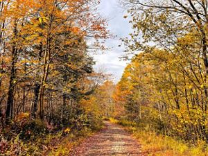 A cleared path cuts through a vibrant fall forest. 