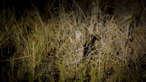 A Plains-wanderer bird peeking in the grass.