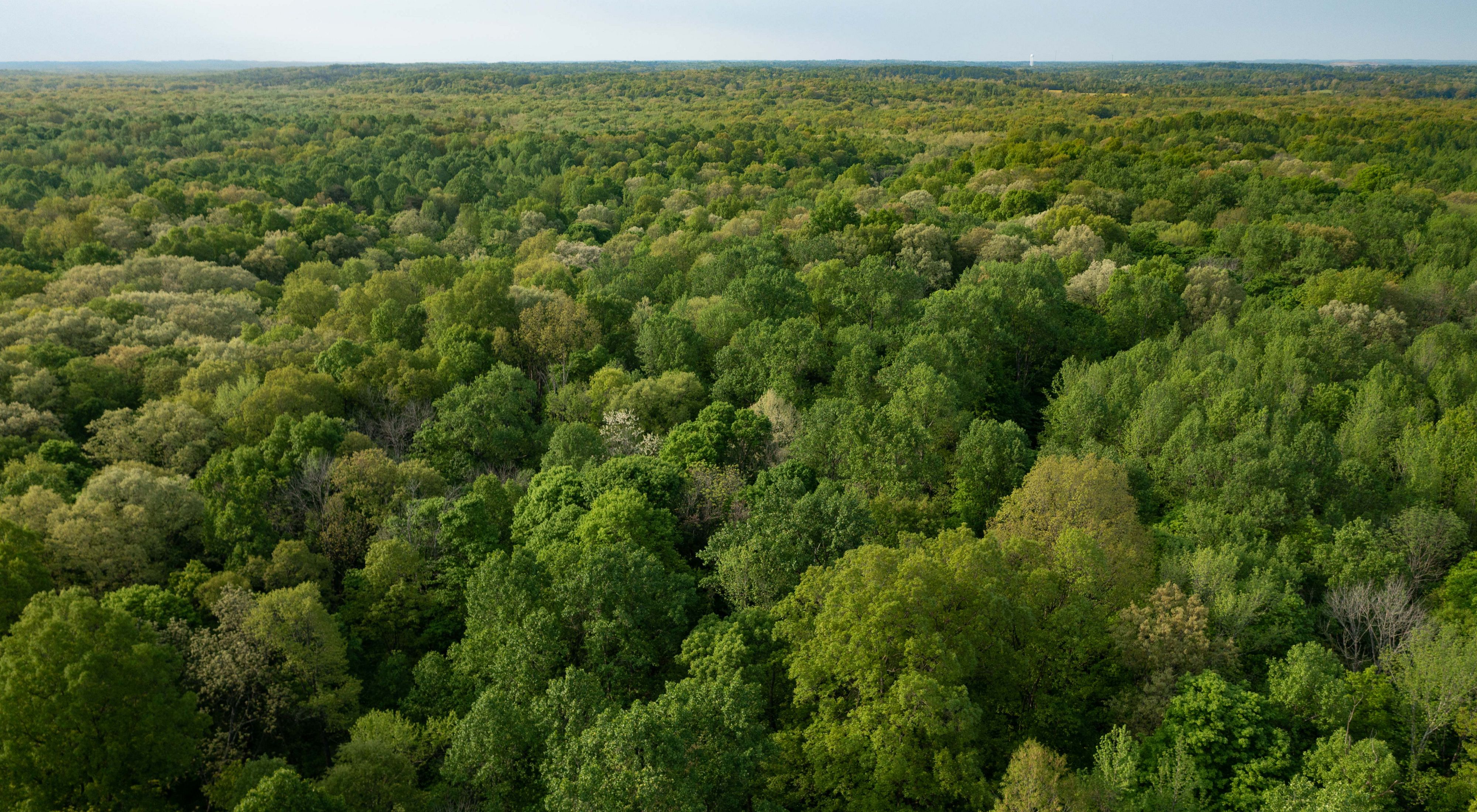 Aerial view of lush green forest at Patoka River National Wildlife Refuge.