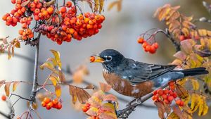 A robin sits perched on a branch eating a orange berry. 