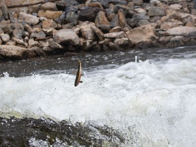 A fish leaping out of the water.