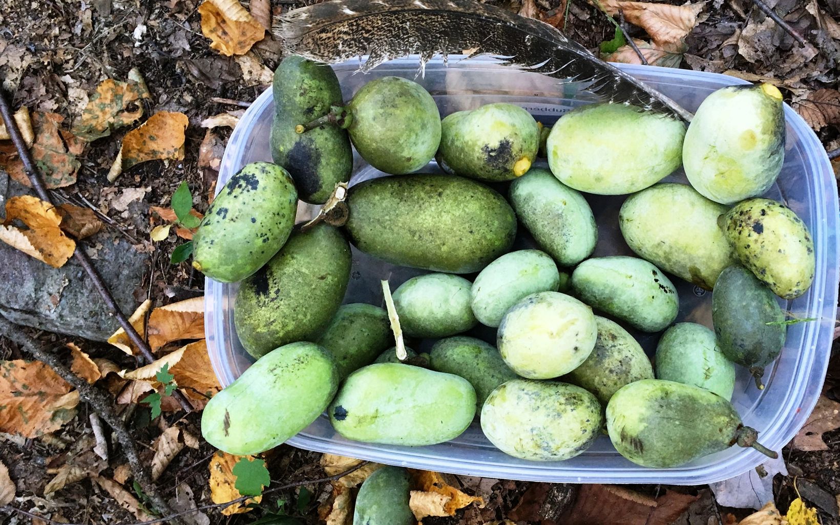 A single feather adorns a bin full of paw paw fruit. 