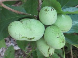 A cluster of pale green fruit on a tree.