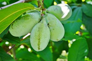 A cluster of three ripe pawpaw fruits grow off a tree branch.