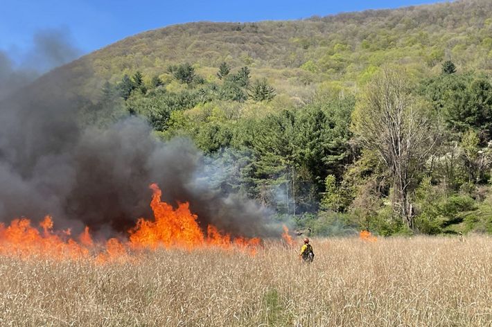 A fire burns in a grass field as a person in yellow fire gear monitors the flames.