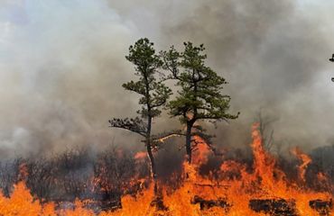 A fire burns on the forest floor around two pine trees, creating gray smoke.