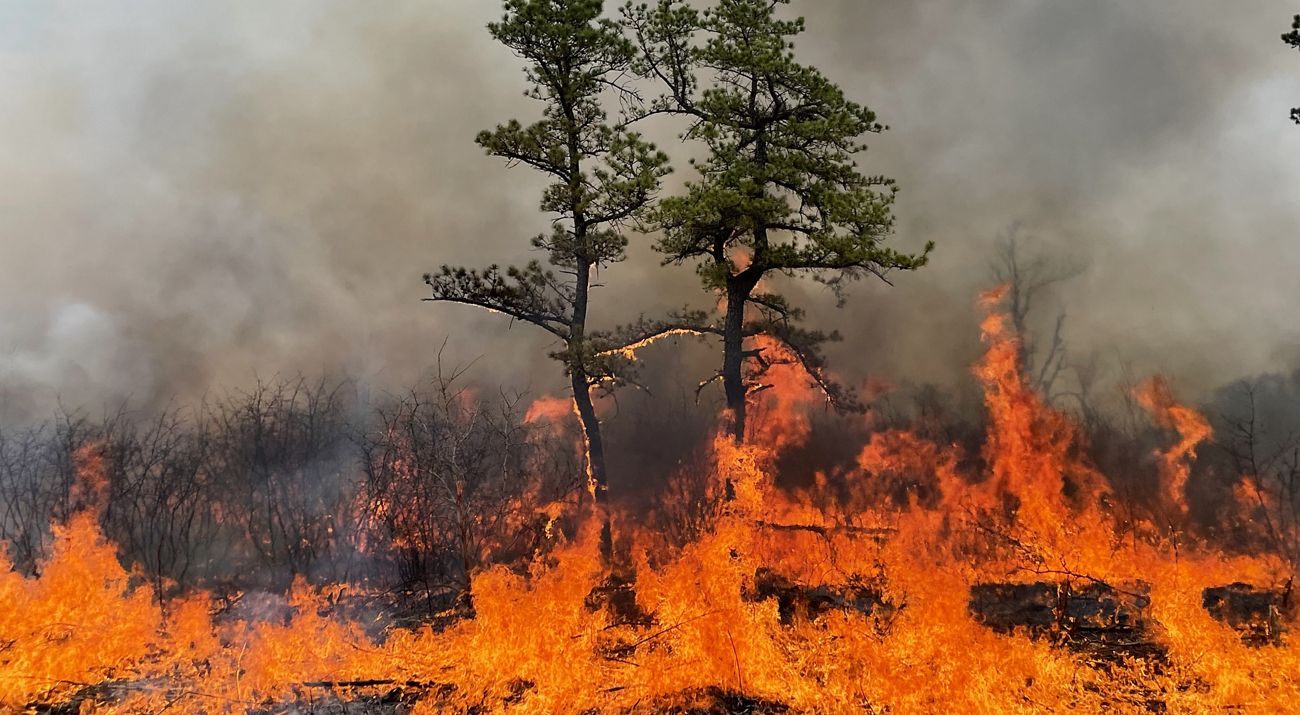 A fire burns over a field and up two pine trees as grey smoke fills the sky.