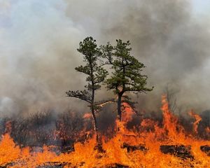 A fire burns over a field and up two pine trees as grey smoke fills the sky.