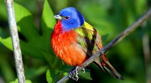 Painted bunting sitting on a tree limb.