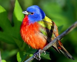 Painted Bunting at Grand Isle, Louisiana