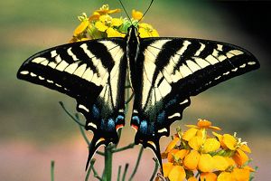 A butterfly with black and light yellow wings lands on light yellow and orange flowers.