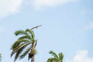 bird flying over palms
