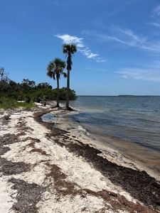 Two palm trees grow on a beach of sand and seaweed.