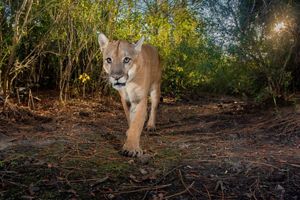 A large tan panther walks toward the camera, its glowing yellow eyes looking ahead.