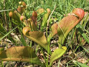 A red and green plant emerges among green grasses.