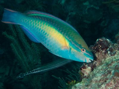 Princess Parrotfish feeding on algae in Samana Bay. Samana Bay is situated in the northeastern corner of the Dominican Republic and is one of the largest estuaries in the Caribbean. It is fed by a number of rivers including the Yuna River, the largest river in the country and it is a vital habitat for wildlife and human communities which depend upon it.