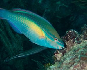 A close up of a parrotfish.