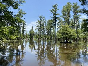 Tall trees emerge from a calm lake.