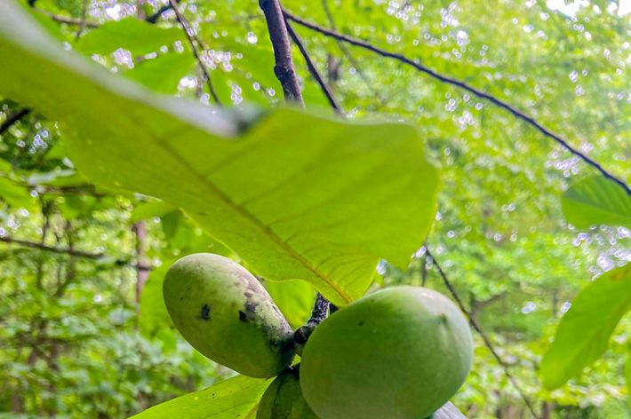 A cluster of three large green oval shaped fruits grow off of a tree branch.